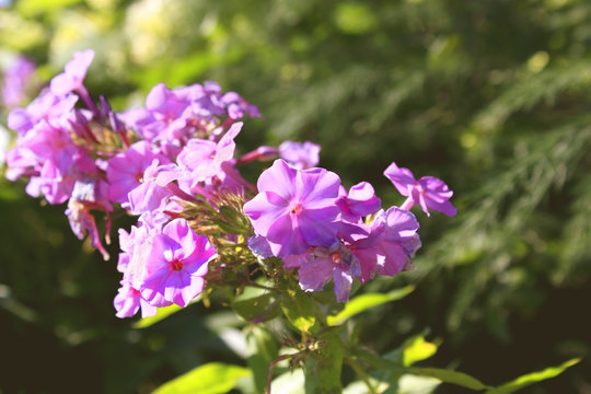 Fototapeta purple flowers on bright blurry background