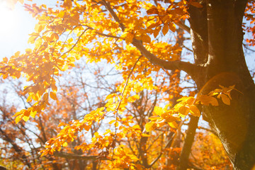 Yellow leaves on a branch. Autumn landscape.