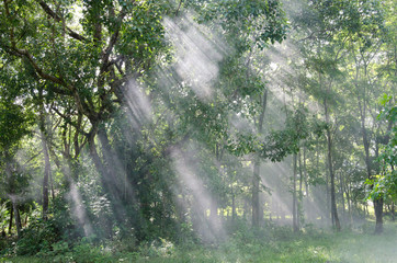Fototapeta na wymiar light through the trees in fog ,Rays Of Light , sun beam