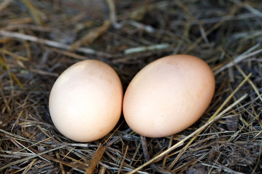 Two freshly laid eggs lying on straw.