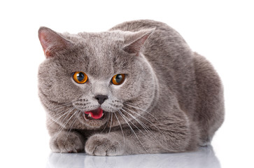 evil gray British Shorthair cat with brown eyes