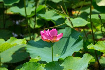 蓮の花