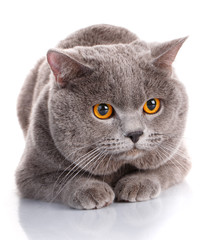 evil gray British Shorthair cat with brown eyes
