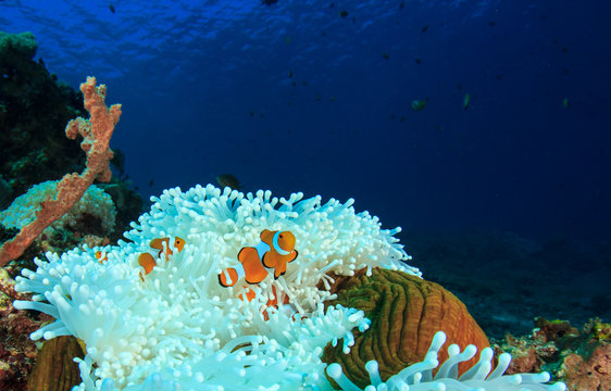 Fototapeta Coral reef and fish. Sea Anemone and Clownfish