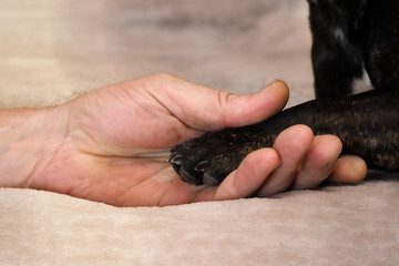 Black dog paw in male hand. The concept of friendship, trust, empathy