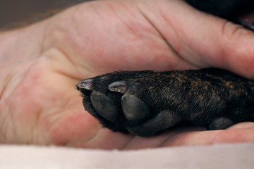 Black dog paw in male hand. The concept of friendship, trust, empathy
