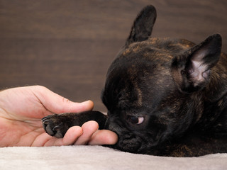 Black dog paw in male hand. The concept of friendship, trust, empathy