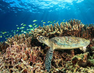 Young Hawksbill Turtle. Coral reef and fish in sea