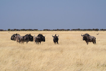 Fototapeta na wymiar Namibia - Streifengnu im Etoscha Nationalpark - Connochaetes taurinus