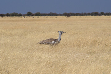 Namibia - Trappe im Etoscha Nationalpark - Ardeotis kori