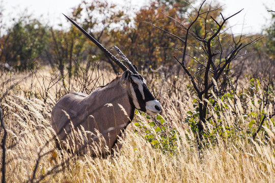 Namibia - Oryx im Etoscha Nationalpark