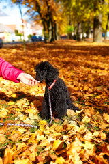 Woman feeds poodle in a beautiful autumn park.
