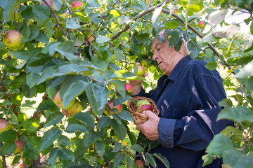 grandpa in garden. senior farmer harvesting apples