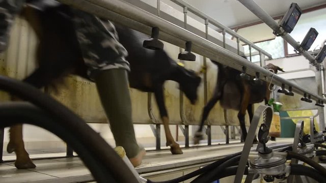 Capra Platischis Taipana