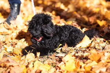 Black poodle in autumn park and woman legs.
