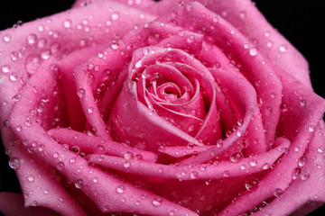 Pink rose close-up as background
