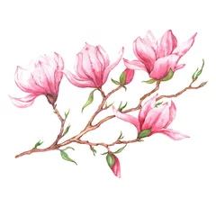 Fototapete Magnolie Hand gezeichnete Aquarell lokalisierte Illustration des rosa Magnolienzweigs auf dem weißen Hintergrund