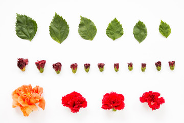 Decorate red flower and leaf isolate on white background