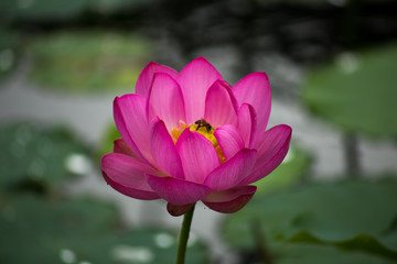 Obraz premium 蓮の花