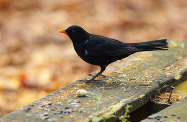 Black Bird on The Banch
