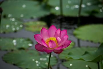 Obraz premium 蓮の花