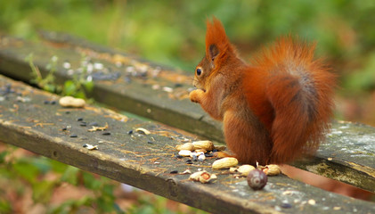 Squirrel Eating Nut on The Banch