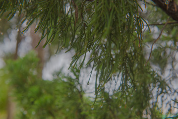drop of water at leaf The pine , background