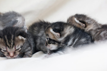 Newborn group of small kittens