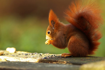 Eating Squirrel on The Banch