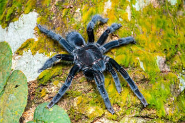 Selenocosmia javanensis tarantula