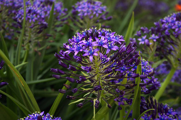 Blue flowers in greenery