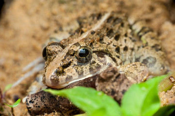 Asian grass frog (Fejevarya limnocharis)