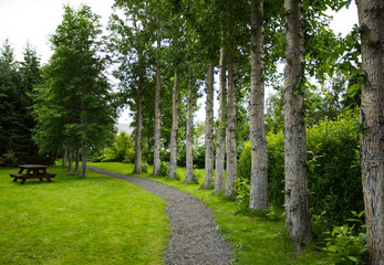 Obraz premium High and straight trees in the park.