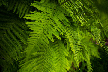 Green fern close up.