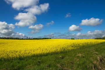 Blooming canola field.