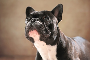 Französische Bulldogge