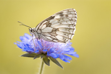 Tagfalter (Melanargia galathea)