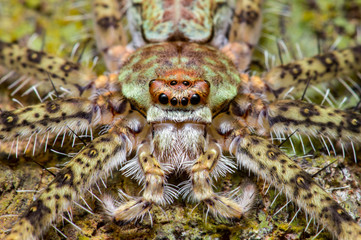 Lichen Huntsman Spider (Pandercetes gracilis)