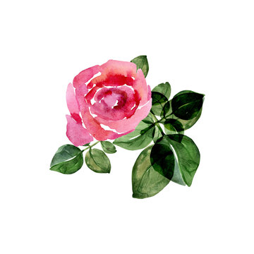  Roses pattern on a colored background
