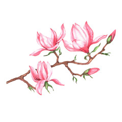 Hand drawn watercolor isolated illustration of pink magnolia branch on the white background