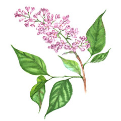 Hand drawn watercolor isolated illustration of violet lilac branch on the white background