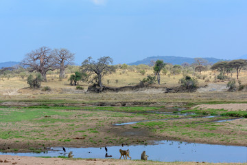 Fototapeta na wymiar Riverine scene with yellow baboon (Papio cynocephalus) and African openbill (Anastomus lamelligerus). Ruaha National Park. Tanzania