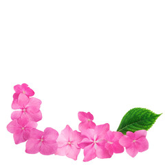 Flowers pink on white background, flat lay