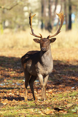 Fallow deer