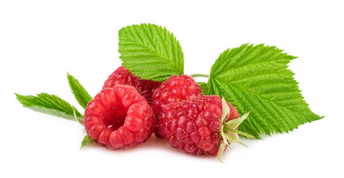 fresh raspberry organic