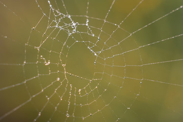 Web spider, macro