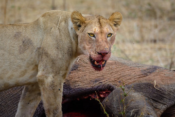 Lion (Panthera leo) feeding on an African bush elephant (Loxodonta africana) that they hunted. Ruaha National Park. Tanzania