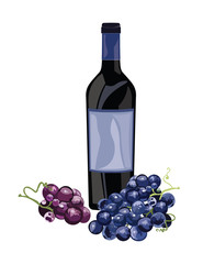 Obraz premium Bottle of Red Wine and grapes Vector Vintage illustration