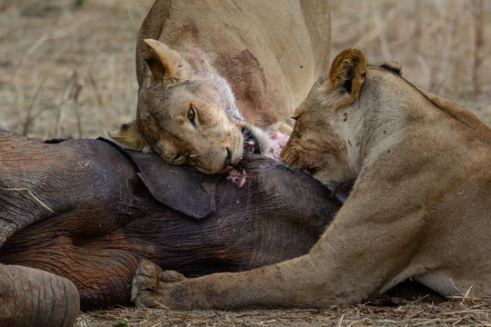 Lion (Panthera leo) feeding on an African bush elephant (Loxodonta africana) that they hunted. Ruaha National Park. Tanzania