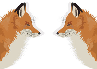 Fox on white background reflected Vector illustration